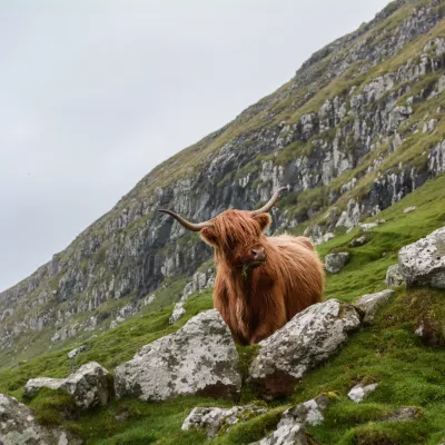 Yak