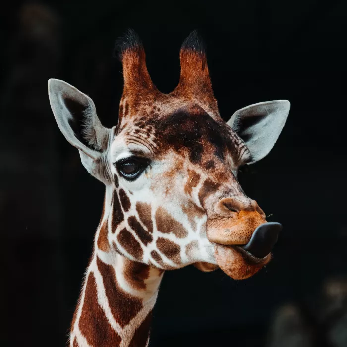 Giraffe 